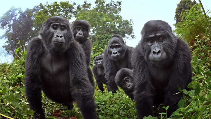 robot-spy-camera-record-mountain-gorillas-singing-farting-coverimage